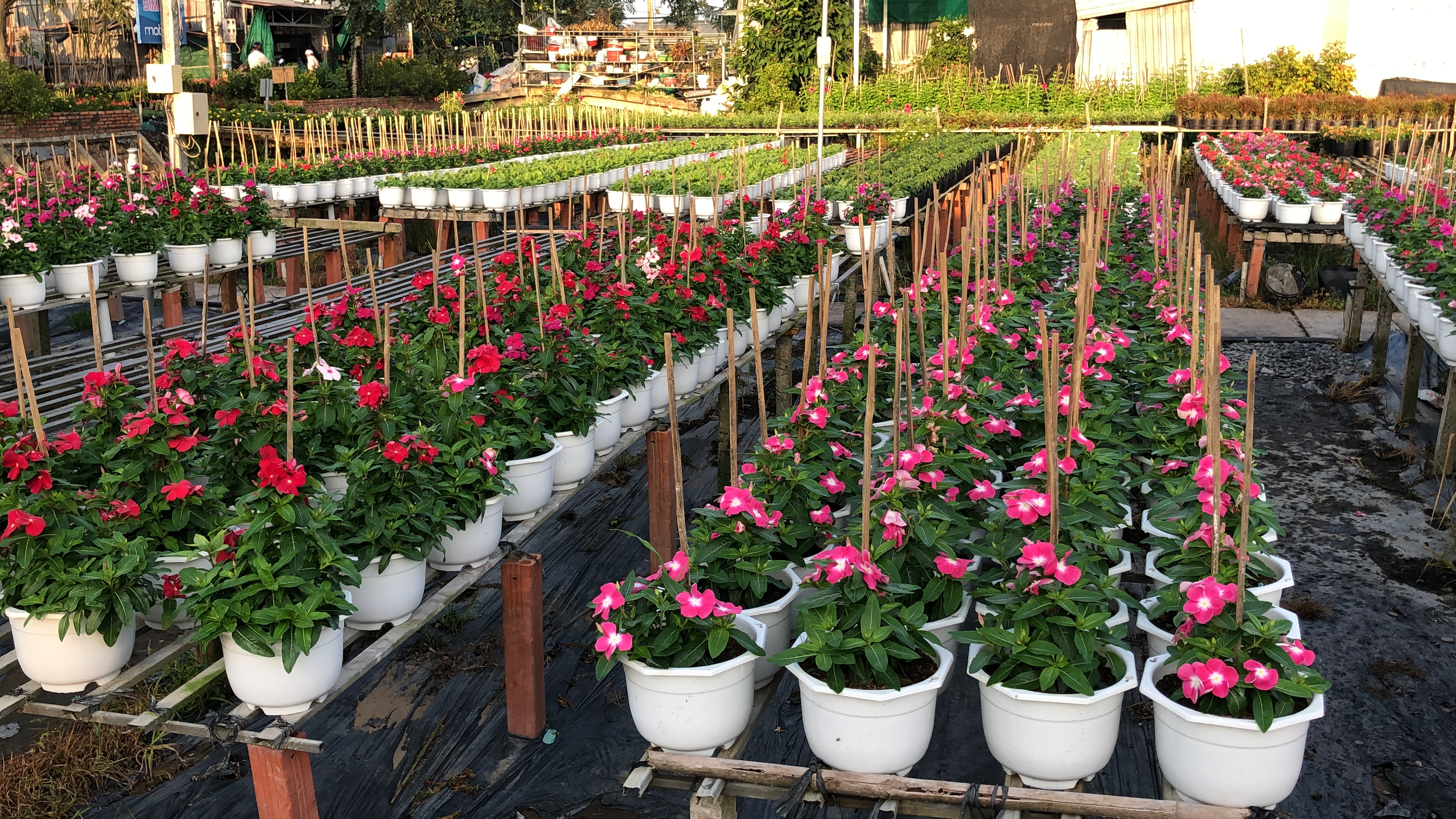 The flower village you should visit in Vietnam’s Mekong Delta the flower village you should visit in vietnams mekong delta