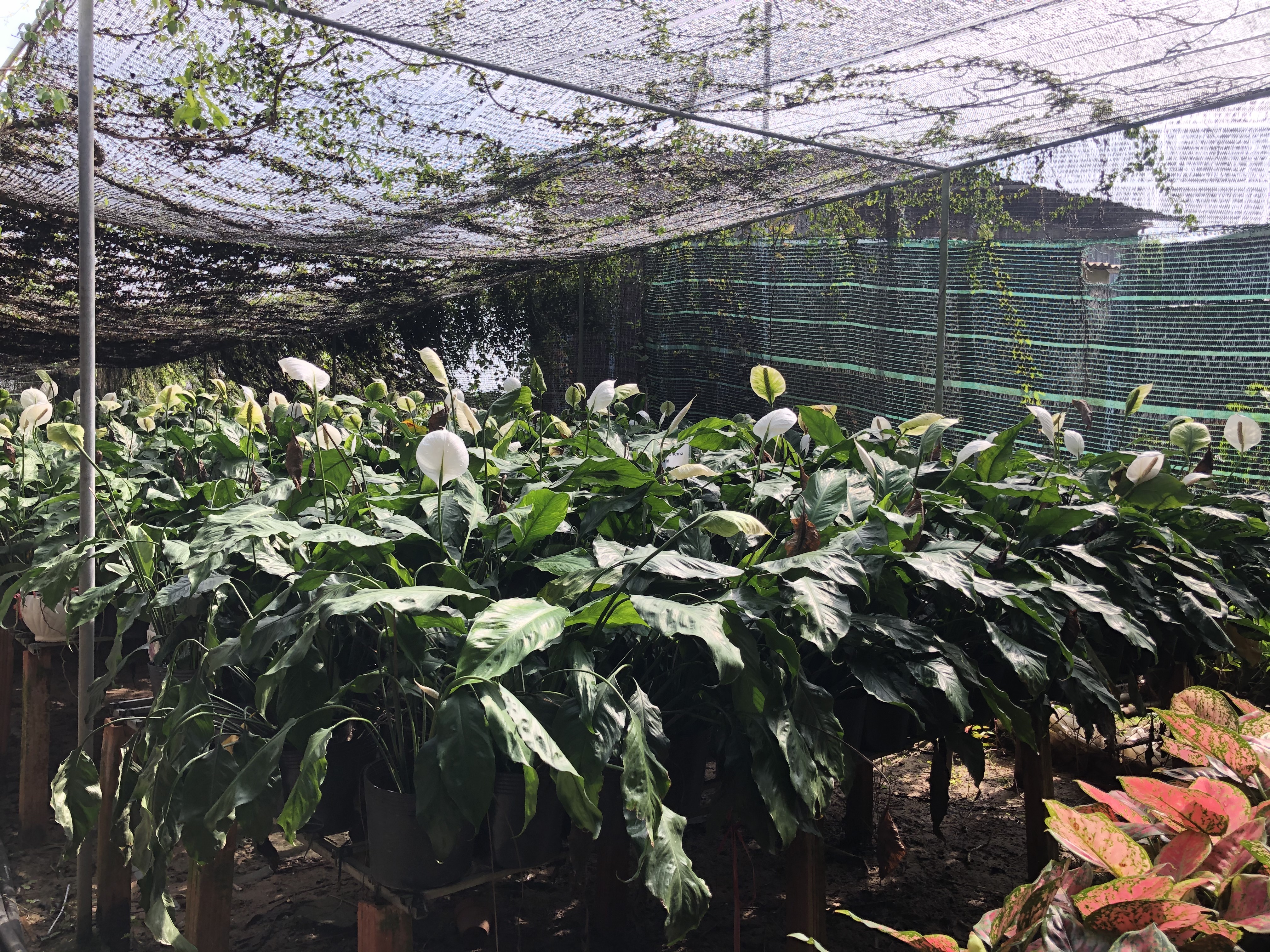 The flower village you should visit in Vietnam’s Mekong Delta the flower village you should visit in vietnams mekong delta