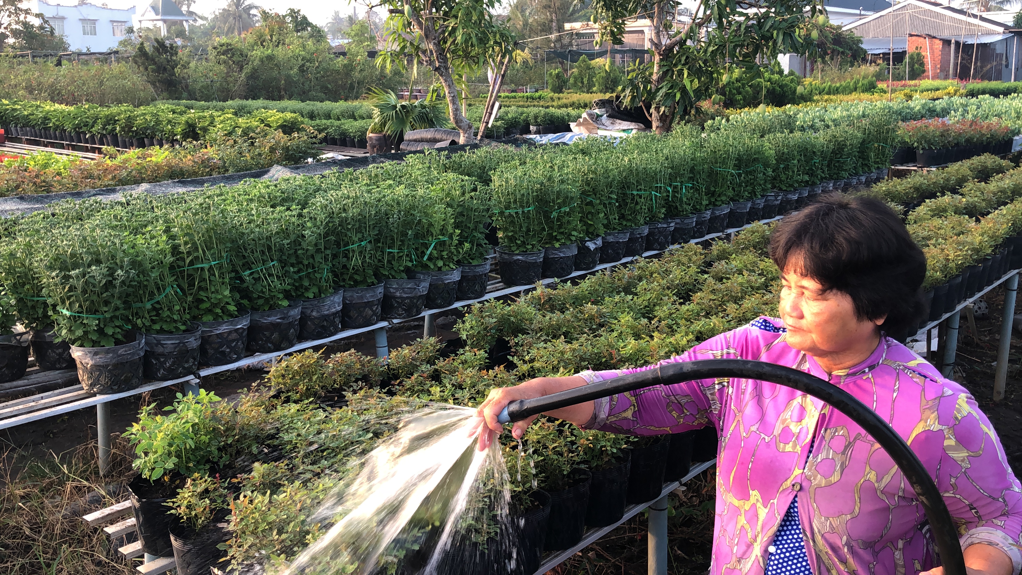 The flower village you should visit in Vietnam’s Mekong Delta the flower village you should visit in vietnams mekong delta