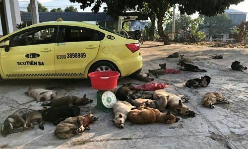Vietnam's dog meat: Two arrested for transporting 22 stolen dogs by taxi Vietnam's dog meat: Two arrested for transporting 22 stolen dogs by taxi