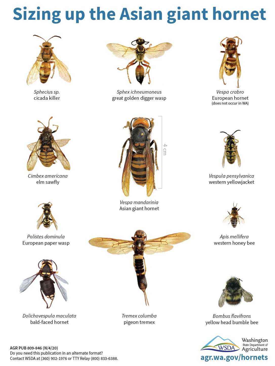 Facts about 'murder hornets' facts about murder hornets