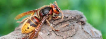 murder hornets danger to the average person is low