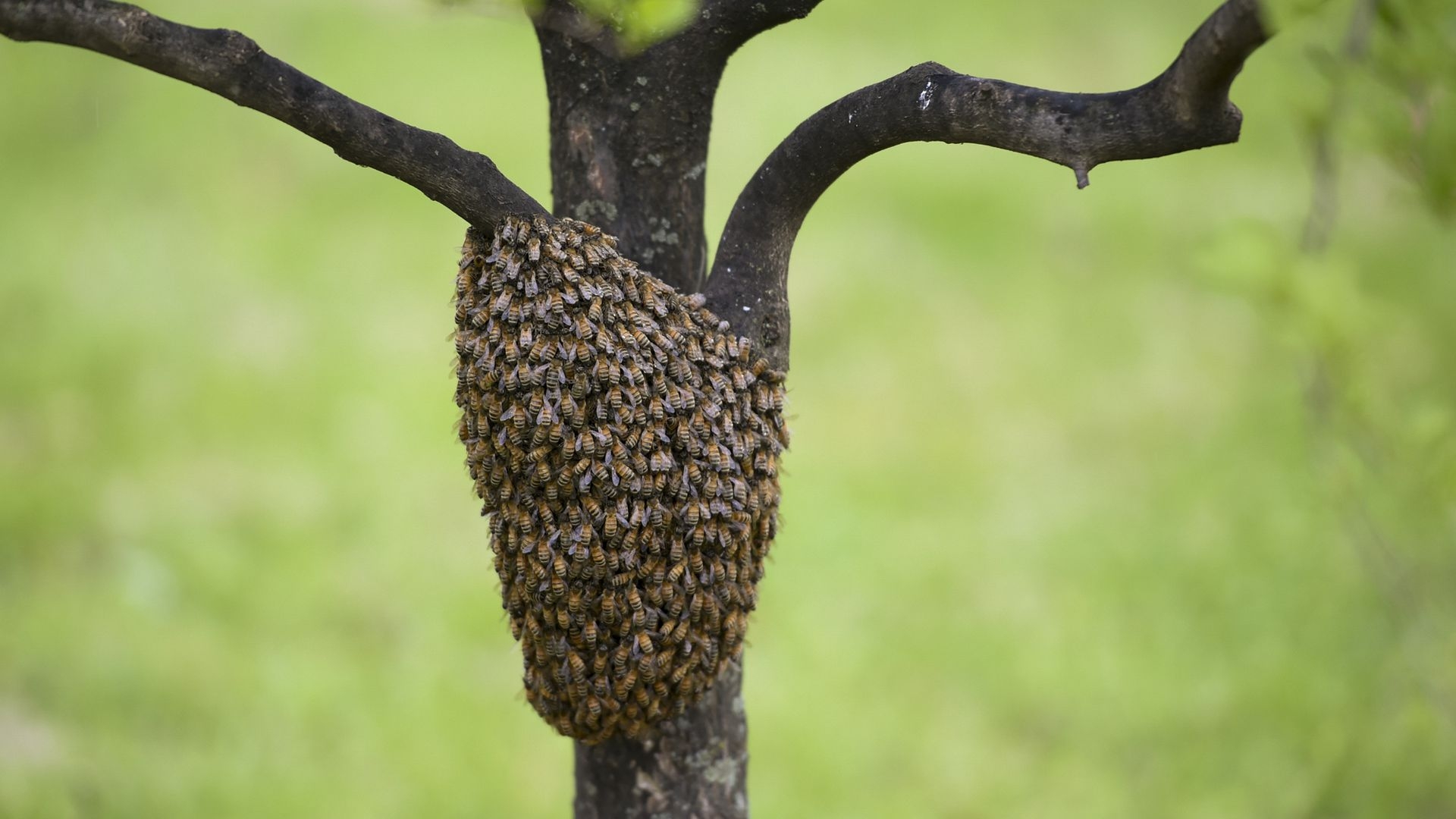 Facts about 'murder hornets' facts about murder hornets