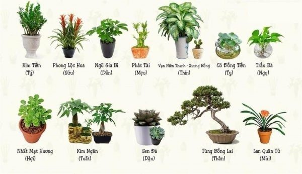 Tuổi nào, con giáp nào nên trồng cây ở ban công? Tuổi nào, con giáp nào nên trồng cây ở ban công?