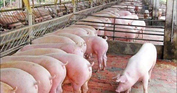 Giá lợn hơi hôm nay (6/1): Tiếp tục đà tăng trên cả ba miền Giá lợn hơi hôm nay (6/1): Tiếp tục đà tăng trên cả ba miền