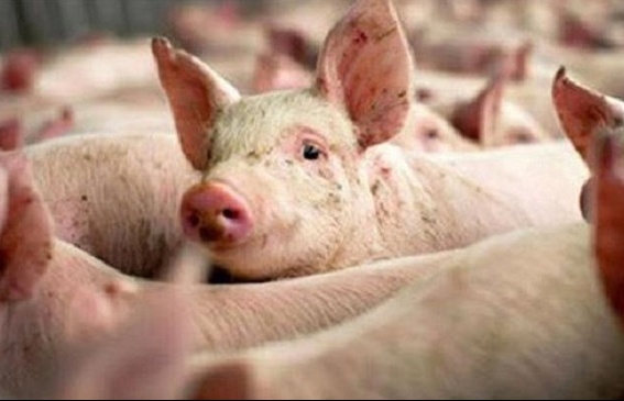 Giá heo hơi hôm nay (14/1): Nhiều tỉnh thành tăng 3000 đồng/kg Giá heo hơi hôm nay (14/1): Nhiều tỉnh thành tăng 3000 đồng/kg