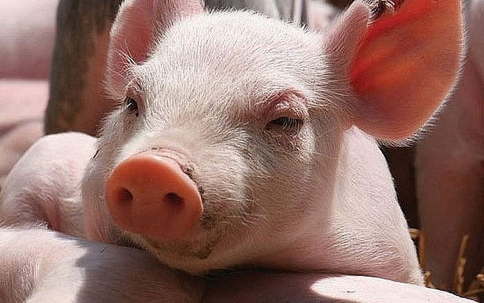 Giá heo hơi hôm nay (26/1) đà tăng vẫn tiếp diễn trên cả nước Giá heo hơi hôm nay (26/1) đà tăng vẫn tiếp diễn trên cả nước