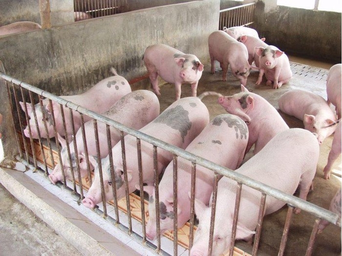 Giá heo hơi hôm nay (27/1) tiếp tục tăng, chạm ngưỡng 87.000 đồng/kg Giá heo hơi hôm nay (27/1) tiếp tục tăng, chạm ngưỡng 87.000 đồng/kg