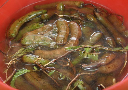 Hướng dẫn làm mứt me chua ngon chuẩn vị đón Tết
