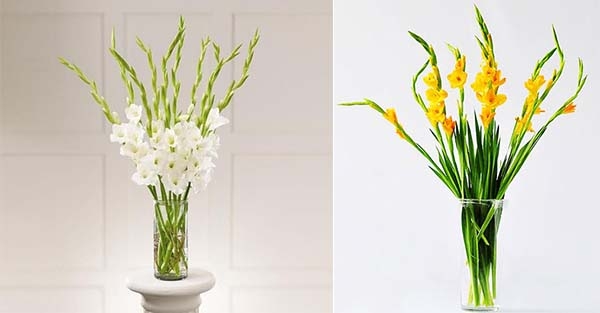 Những loài hoa nên đặt trên ban thờ ngày Tết để thu hút tài lộc Những loài hoa nên đặt trên ban thờ ngày Tết để thu hút tài lộc