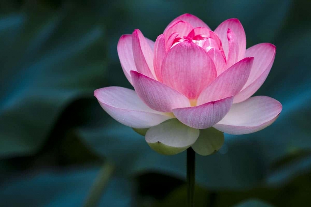 Những loài hoa nên đặt trên ban thờ ngày Tết để thu hút tài lộc Những loài hoa nên đặt trên ban thờ ngày Tết để thu hút tài lộc