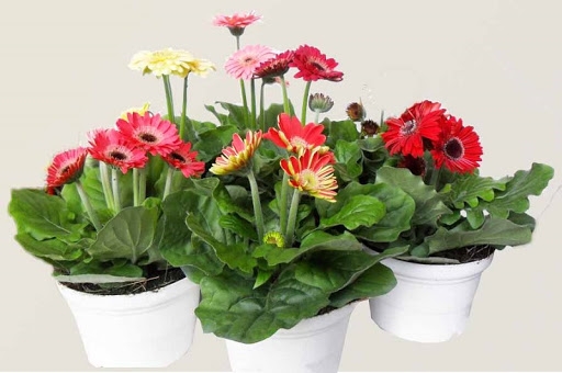 Những loài hoa nên đặt trên ban thờ ngày Tết để thu hút tài lộc Những loài hoa nên đặt trên ban thờ ngày Tết để thu hút tài lộc