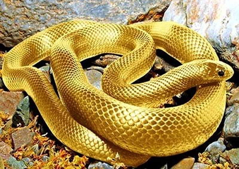 Tử vi tuổi Tỵ: Tình yêu, sức khỏe, vận may công việc tuần mới 1/3 đến 7/3/2021 Tử vi tuổi Tỵ: Tình yêu, sức khỏe, vận may công việc tuần mới 1/3 đến 7/3/2021