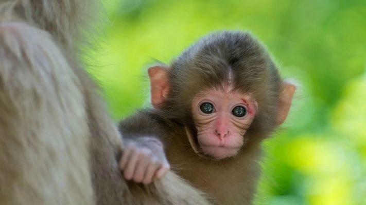 Tử vi tuổi Thân: Tài lộc, công danh sự nghiệp, tình duyên tuần mới 8/3 đến 14/3/2021 Tử vi tuổi Thân: Tài lộc, công danh sự nghiệp, tình duyên tuần mới 8/3 đến 14/3/2021