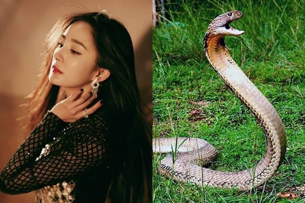 Top con giáp lâm vượng vận giữa tháng 3/2021, vùng vẫy giữa đống tiền Top con giáp lâm vượng vận giữa tháng 3/2021, vùng vẫy giữa đống tiền