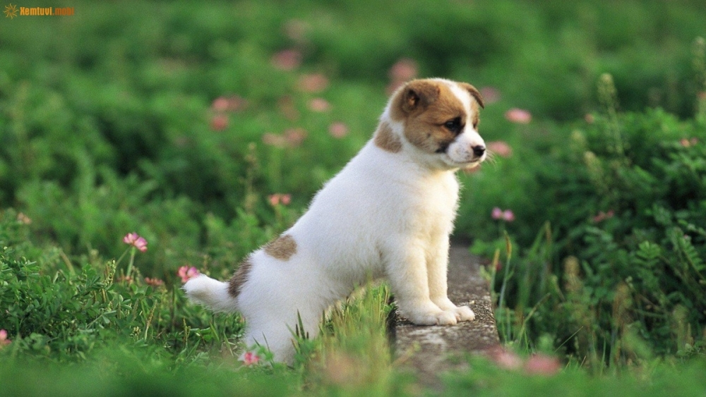 Tử vi tuần mới 22/3 đến 28/3/2021 tuổi Tuất: Quý nhân phù trợ, phát tài phát lộc Tử vi tuần mới 22/3 đến 28/3/2021 tuổi Tuất: Quý nhân phù trợ, phát tài phát lộc