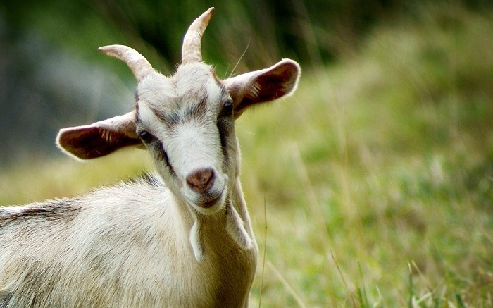 Top con giáp xui xẻo nhất cuối tuần (27-28/3): Tiền tài hao hụt, tình duyên trắc trở Top con giáp xui xẻo nhất cuối tuần (27-28/3): Tiền tài hao hụt, tình duyên trắc trở