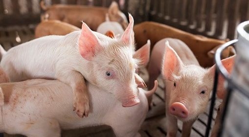 Giá heo hơi hôm nay 10 8 Dự báo tiếp tục giảm sâu những ngày tới 2509 doanh nhiep tu bo viec nhap khau heo tu thai lan vi so lo gia heo heo trong nuoc tiep tuc tang 150214