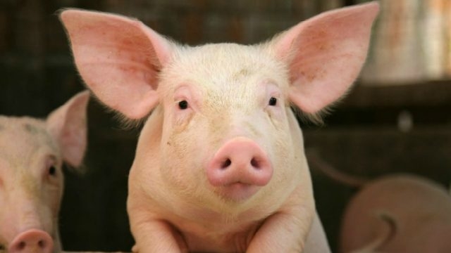 undefined 4813 cerdo 640x360