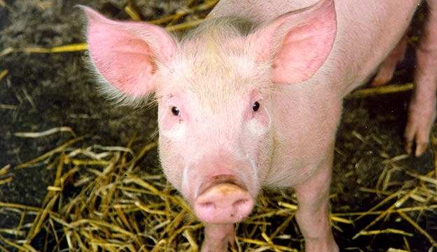 undefined 3437 pig facts nick saltmarsh flickr