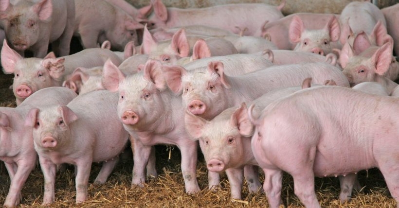 undefined 1650 weaners 135871
