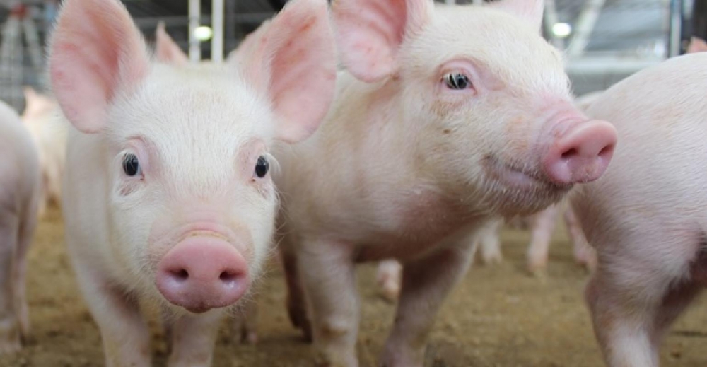 undefined 2040 purinapig photo
