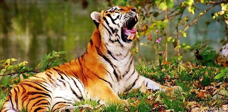 Tử vi tuổi Dần: Công việc, tình duyên, sức khoẻ tuần mới 6/9 đến 12/9/2021 Tử vi tuổi Dần: Công việc, tình duyên, sức khoẻ tuần mới 6/9 đến 12/9/2021