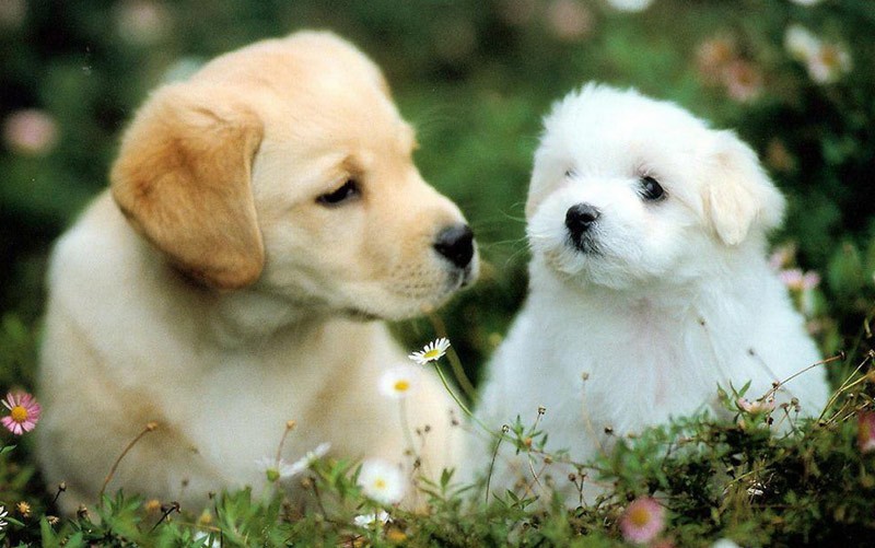Tử vi tuần mới 27/9 đến 3/10/2021 tuổi Tuất: Vận đào hoa đeo bám Tử vi tuần mới 27/9 đến 3/10/2021 tuổi Tuất: Vận đào hoa đeo bám