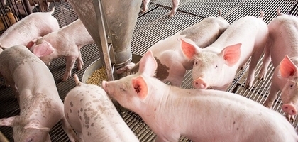 Giá heo hơi hôm nay (11/10): Giảm sâu, nhiều tỉnh về dưới mốc 70.000 đồng/kg Giá heo hơi hôm nay (11/10): Giảm sâu, nhiều tỉnh về dưới mốc 70.000 đồng/kg