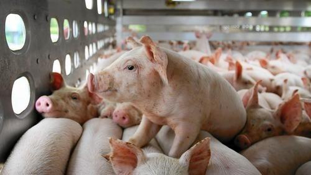 Giá heo hơi hôm nay (13/10): Tiếp tục lao dốc Giá heo hơi hôm nay (13/10): Tiếp tục lao dốc