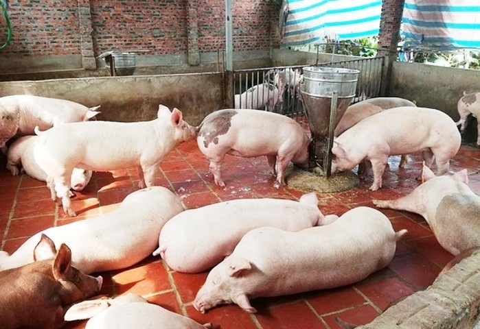 Giá heo hơi hôm nay (27/10): Tăng giảm trái chiều ở nhiều địa phương Giá heo hơi hôm nay (27/10): Tăng giảm trái chiều ở nhiều địa phương