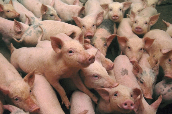 Giá heo hơi hôm nay (29/10): Nhiều tỉnh thành tăng 2000 - 3000 đồng/kg Giá heo hơi hôm nay (29/10): Nhiều tỉnh thành tăng 2000 - 3000 đồng/kg