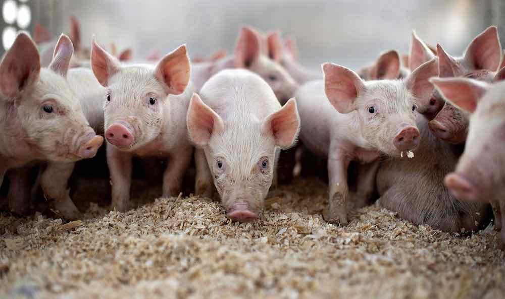 Giá heo hơi hôm nay (31/10): Tiếp tục tăng từ 1000 - 3000 đồng/kg Giá heo hơi hôm nay (31/10): Tiếp tục tăng từ 1000 - 3000 đồng/kg
