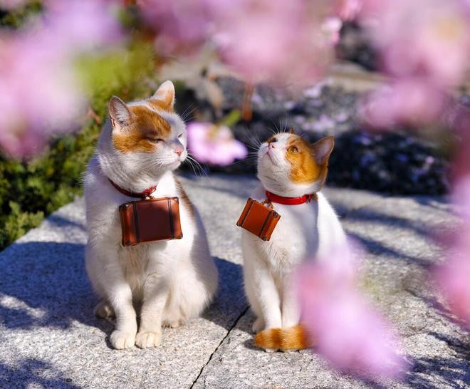 Tử vi tuần mới tuổi Mão (1/11 đến 7/11/2021): Chạm tay vào ước mơ Tử vi tuần mới tuổi Mão (1/11 đến 7/11/2021): Chạm tay vào ước mơ