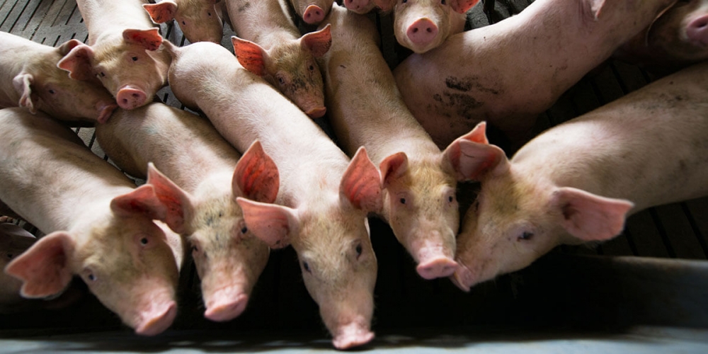 Giá heo hơi hôm nay (18/11): Miền Trung tiếp tục giảm sâu tới 3000 đồng/kg Giá heo hơi hôm nay (18/11): Miền Trung tiếp tục giảm sâu tới 3000 đồng/kg
