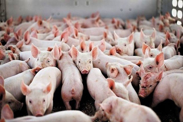 Giá heo hơi hôm nay (25/11): Tiếp tục tăng, có nơi lên tới 3000 đồng/kg Giá heo hơi hôm nay (25/11): Tiếp tục tăng, có nơi lên tới 3000 đồng/kg