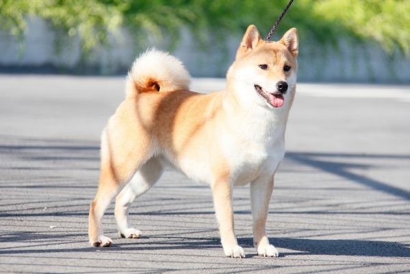 Tử vi tuổi Tuất tháng 12/2021: Cố gắng hết mình sẽ thành công Tử vi tuổi Tuất tháng 12/2021: Cố gắng hết mình sẽ thành công