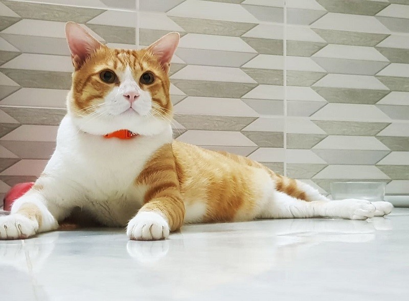 Cách tính vận mệnh của người tuổi Mão theo ngày sinh Cách tính vận mệnh của người tuổi Mão theo ngày sinh
