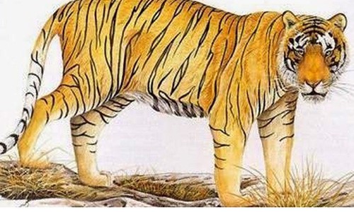 Tử vi tuổi Dần: Công việc, tình yêu, sức khoẻ tuần mới 13/12 đến 19/12/2021 Tử vi tuổi Dần: Công việc, tình yêu, sức khoẻ tuần mới 13/12 đến 19/12/2021