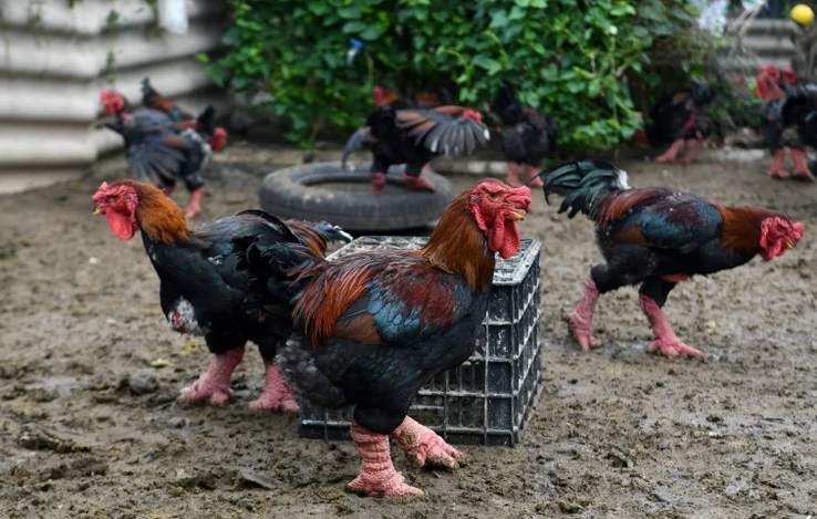 Hãng thông tấn Pháp thực hiện phóng sự về gà Đông Tảo Chú thích ảnh