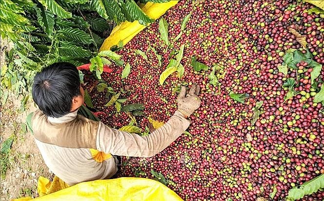Nông dân Kon Tum thu hái cà phê. Ảnh: TTXVN phát Nông dân Kon Tum thu hái cà phê. Ảnh: TTXVN phát