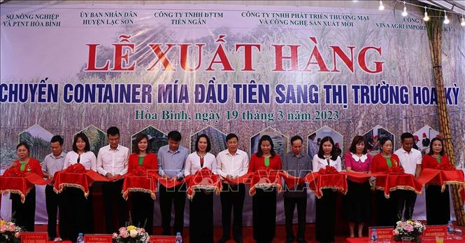 Hòa Bình xuất khẩu lô hàng mía tươi đầu tiên sang Hoa Kỳ Chú thích ảnh