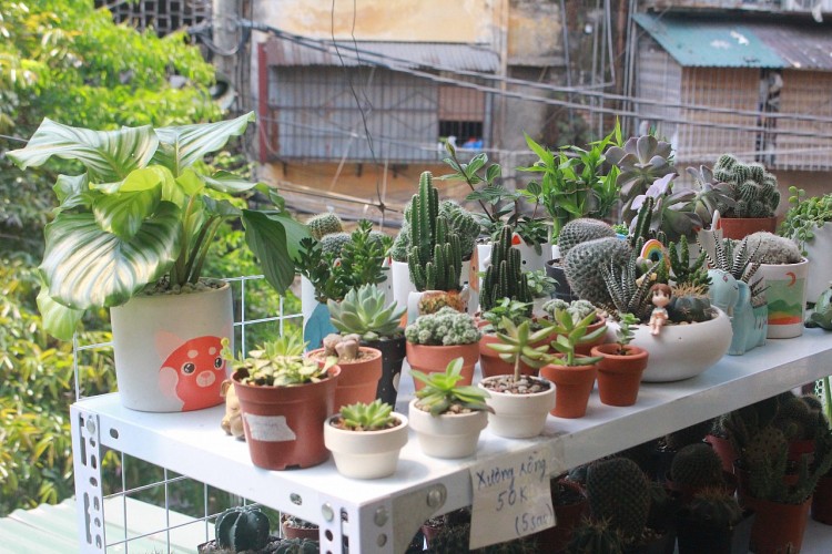 Bên cạnh các sản phẩm xanh, hữu cơ. Green Life còn bán các loại cây xanh dễ chăm sóc. Ảnh: Green Life Bên cạnh các sản phẩm xanh, hữu cơ. Green Life còn bán các loại cây xanh dễ chăm sóc. Ảnh: Green Life