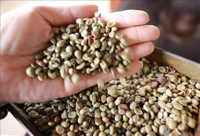 Triển vọng cơ hội gia tăng xuất khẩu cà phê vào Hoa Kỳ Chú thích ảnh
