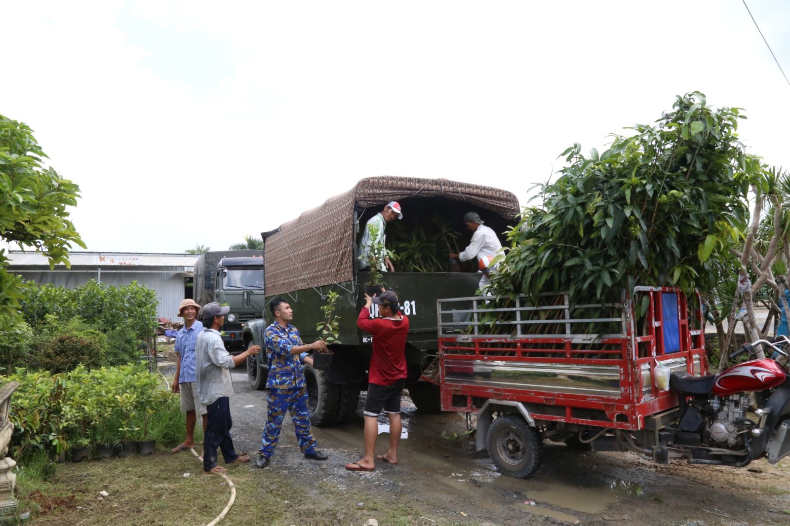 Vùng 4 Hải quân tiếp nhận 15.000 cây ăn quả do tỉnh Bến Tre tài trợ Chú thích ảnh