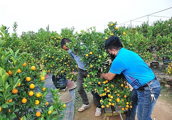 ភូមិ Tu Lien Kumquat មានភាពមមាញឹកក្នុងរដូវបុណ្យចូលឆ្នាំថ្មីប្រពៃណីវៀតណាម («បុណ្យតេត»)