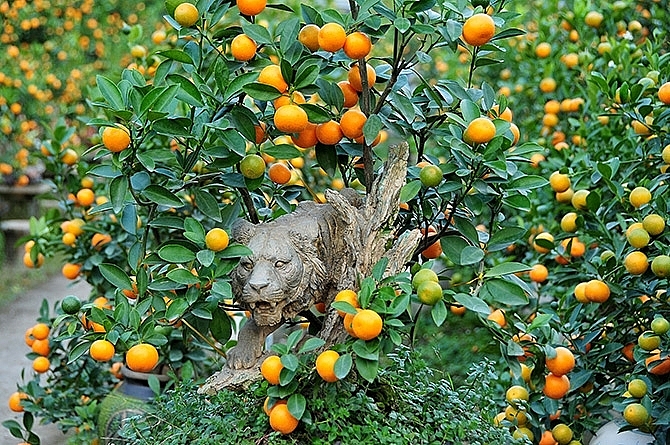 ភូមិ Tu Lien Kumquat មានភាពមមាញឹកក្នុងរដូវបុណ្យចូលឆ្នាំថ្មីប្រពៃណីវៀតណាម («បុណ្យតេត»)