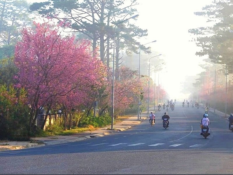 Da Lat ផ្កា ផ្កាសាគូរ៉ាតាមរដូវកាល និងជាស៊េរីនៃចំណុចដែលមានតម្លៃទៅទស្សនា ផ្កាសាគូរ៉ាតាមរដូវកាលនៅ Da Lat និងជាស៊េរីនៃគោលដៅទេសចរណ៍គួរតែថតរូប