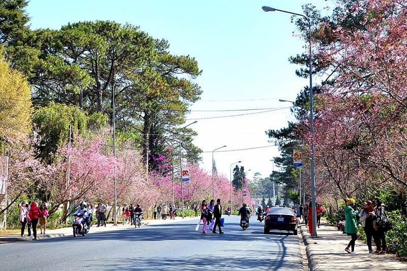 Da Lat ផ្កា ផ្កាសាគូរ៉ាតាមរដូវកាល និងជាស៊េរីនៃចំណុចដែលមានតម្លៃទៅទស្សនា ផ្កាសាគូរ៉ាតាមរដូវកាលនៅ Da Lat និងជាស៊េរីនៃគោលដៅទេសចរណ៍គួរតែថតរូប