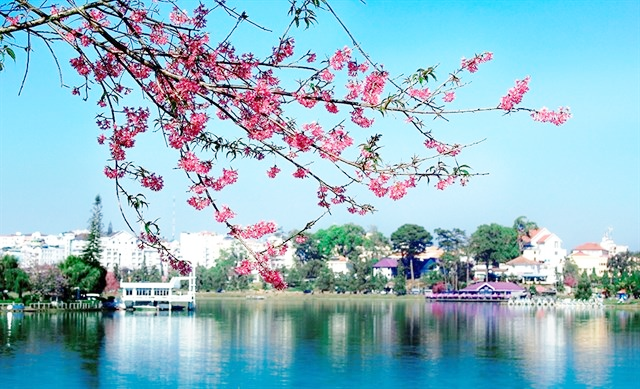 Da Lat ផ្កា ផ្កាសាគូរ៉ាតាមរដូវកាល និងជាស៊េរីនៃចំណុចដែលមានតម្លៃទៅទស្សនា ផ្កាសាគូរ៉ាតាមរដូវកាលនៅ Da Lat និងជាស៊េរីនៃគោលដៅទេសចរណ៍គួរតែថតរូប